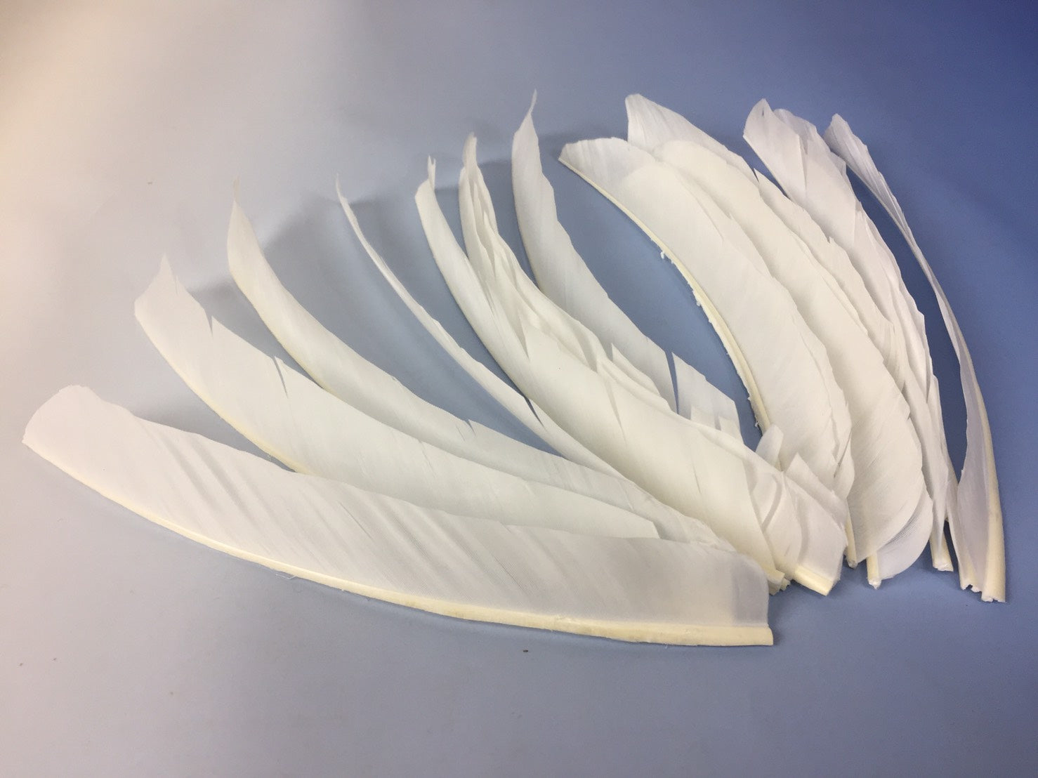 【R-001】Turkey White - Set of 18 ターキー ホワイト 18枚セット